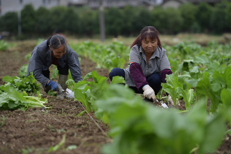 贵州绥阳:秋冬蔬菜种植忙