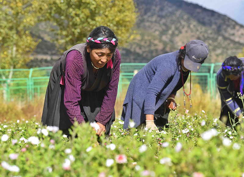 2020年在海拔3160米的甘孜州得荣县茨巫乡郎达村建立得荣县药材种植