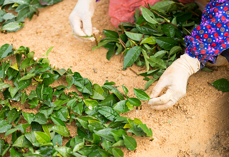 12月11日,在福安市甘棠镇厝坪村茶苗培育基地,茶农在扦插茶苗.
