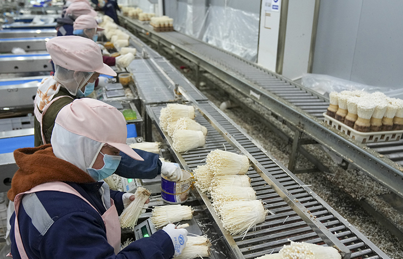 位于丛林镇绿水村的现代化农业智能工厂内,工人在流水线上采收金针菇
