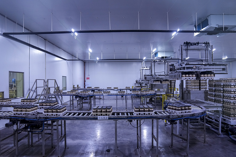 12月15日,在位于丛林镇绿水村的现代化农业智能工厂内,金针菇在流水线