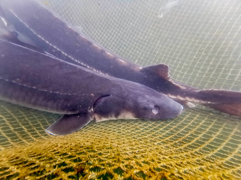 鲟梦长江长江鲟人工繁育研究工作进展顺利