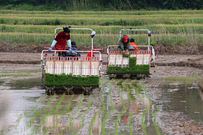 水稻的种植步骤图片图片