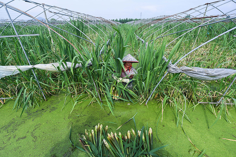 杭州余杭茭白特色村文旅促共富