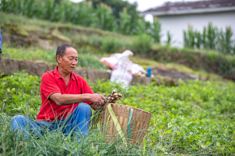 5月30日,村民在重庆市丰都县高家镇建国村采收藠头.