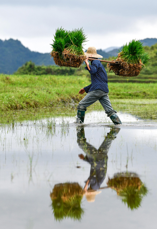 6月1日,农民在贵州省贵定县沿山镇石板村的腊利梯田上搬运水稻秧苗.