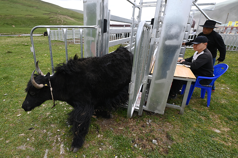 在称多县歇武镇牧业村的牦牛养殖基地,一头即将出栏的牦牛走下称重