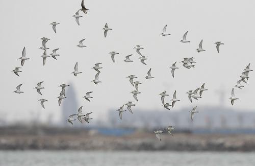 黑腹滨鹬和环颈鸻结群在曹妃甸湿地低空飞行(3月12日摄)。近日,包括鸻鹬、黑尾塍鹬、反嘴鹬、黑腹滨鹬、环颈鸻、蛎鹬等在内的20余种候鸟成群飞抵河北省唐山市曹妃甸湿地,为进入三月天气转暖以来曹妃甸湿地春季候鸟迁徙的最高潮。新华社发(闫军 摄)