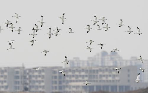 成群反嘴鹬在曹妃甸湿地上空飞行(3月12日摄)新华社发(闫军 摄)