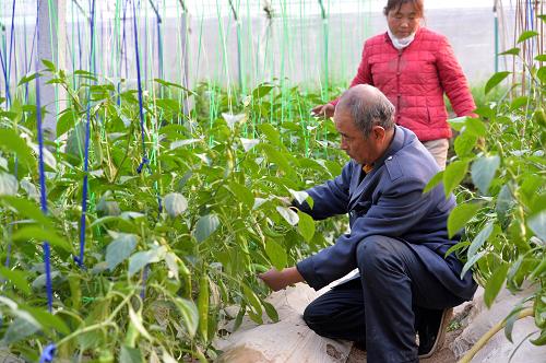 3月19日,河北省河间市林豆万村丰伟农业合作社的农民在蔬菜大棚里采摘辣椒。近年来,河北省河间市林豆万村积极创新农村土地流转方式,采取“农民自愿、合理流转”的形式将农田向规模特色农业、高效农业和无公害农业集中,取得了良好的经济效益。目前,该村3012亩土地全部实现了土地流转,农民人均年纯收入达5000多元。新华社记者 朱旭东 摄