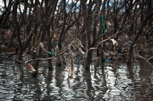 深圳宝安区西乡西海堤枯死的红树林枝上挂着垃圾(3月24日摄)。深圳宝安区西乡西海堤沿线有约3公里红树林,今年年初,有民间环保组织发现,一种无瓣海桑的红树开始出现落叶、枯萎甚至成片死亡。记者在现场看到,海岸海水发黑发臭,甚至有死猪死狗的残骸,且就在红树林最西边正在进行的填海工程旁,发生红树林枯死状况最为严重,鸟类只能栖息在光秃秃的树枝上。新华社记者 毛思倩 摄