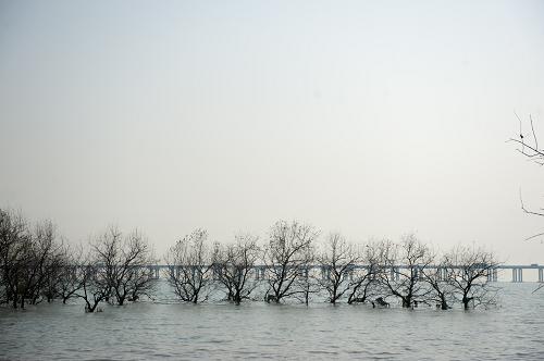 深圳宝安区西乡西海堤枯死的红树林(3月24日摄)。新华社记者 毛思倩 摄