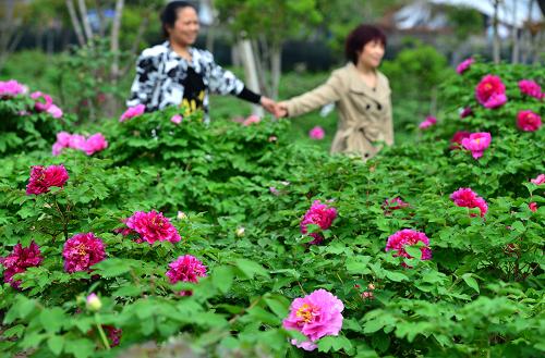 4月2日,游客在浙江省义乌市佛堂镇万盛牡丹园欣赏牡丹。新华社发(吕斌 摄)