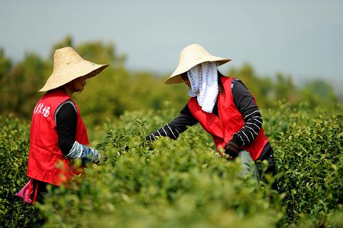 4月2日,在钱晨家庭农场,工作人员在采摘春茶。随着春茶陆续采摘上市,安徽省郎溪县凌笪乡钱晨家庭农场的工人们开始忙着采茶、制茶。据农场主人钱庆国介绍,他的农场种植了200多亩茶树,加上收购周边茶农的新鲜茶叶,茶厂每天可以加工出1000斤茶叶,每斤售价在400元到800元之间。新华社记者 刘军喜 摄