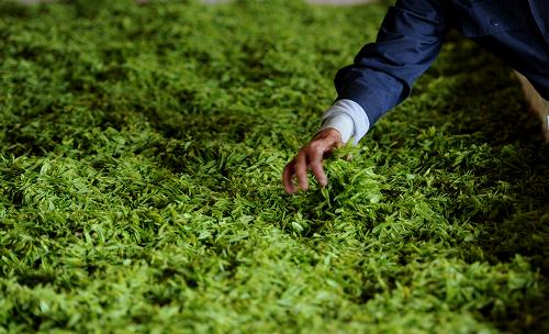 4月2日,在钱晨家庭农场制茶厂,工作人员在筛选茶叶。新华社记者 刘军喜 摄