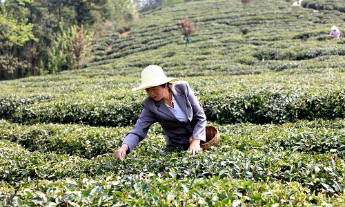 4月3日,陕西省紫阳县的茶农在采摘茶叶。新华社发(许睿 摄)