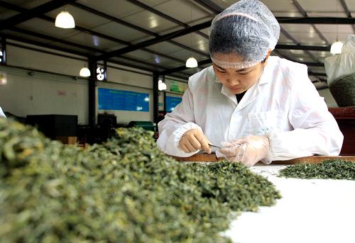 4月3日,陕西省紫阳县闽秦茶业有限公司的工作人员在分拣茶叶。新华社发(许睿 摄)