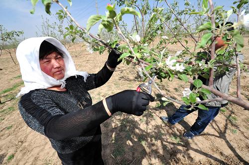 4月22日,中卫市永康镇丰台村村民在苹果园内剪除果树枝头多开出的花朵。新华社记者 彭昭之 摄