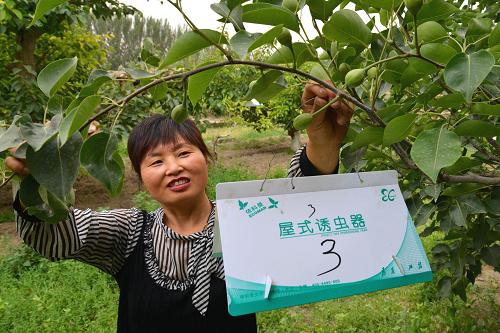 6月3日,新疆生产建设兵团第二师二十九团果农在香梨园中吊挂诱虫盒。新华社发(杜炳勋 摄)