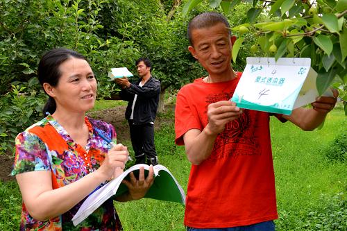 6月3日,新疆生产建设兵团第二师二十九团果农在梨园查看诱虫盒防治虫害情况。盛夏时节,新疆库尔勒市二十九团种植的香梨正值虫害高发期,为避免农药灭虫危害生态环境,当地有关部门安排专项资金购买30多台新型太阳能频振式杀虫灯,免费发放给果农安装在8万亩梨园虫情高发区域,不间断地物理诱杀虫害。新华社发(杜炳勋 摄)