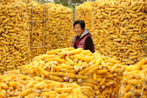 "渤海粮仓"金秋粮满仓