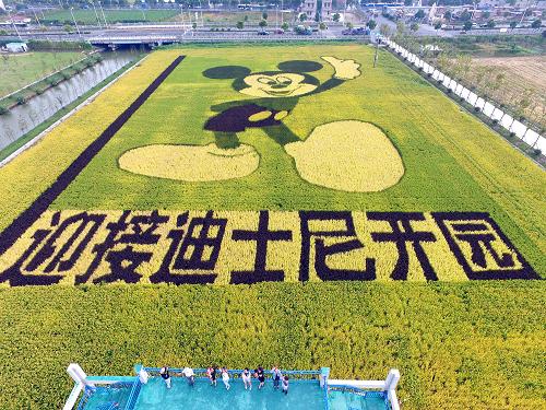 10月25日,游客在观景台上观赏“米老鼠”稻田画。新华社发