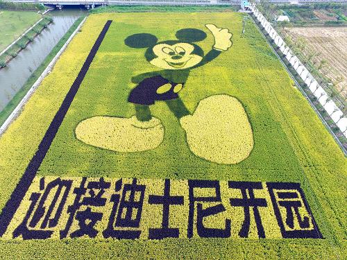 这是10月25日拍摄的“米老鼠”稻田画。近日,一幅占地面积为12亩的“米老鼠”稻田画进入最佳观赏期,该稻田画位于上海浦东川沙镇一家农场,是当地农民根据策划图案使用彩色稻子种植而成。新华社发