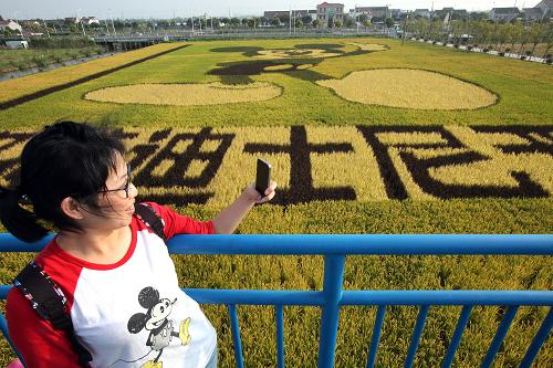 10月25日,一名游客在观景台上拍摄“米老鼠”稻田画。新华社发
