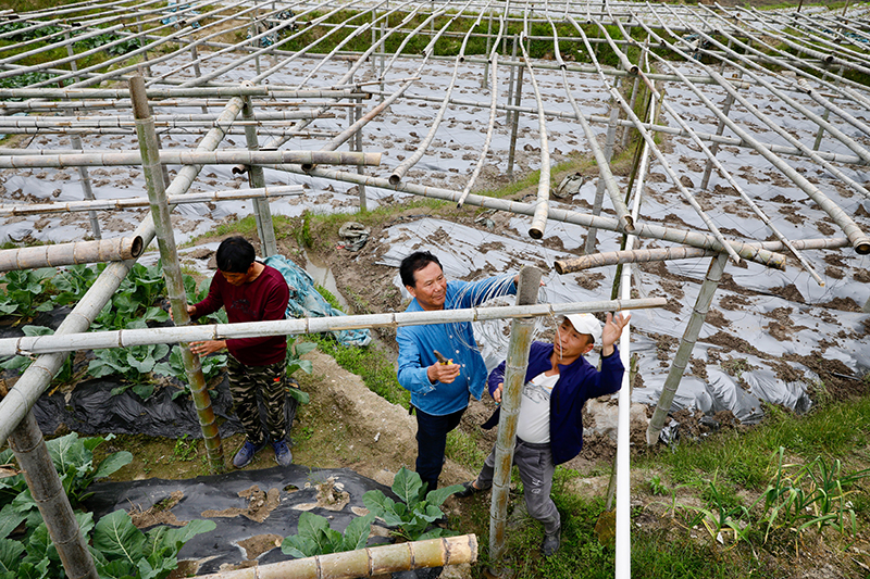 福建大湖乡：特色种植盘活闲置山区田