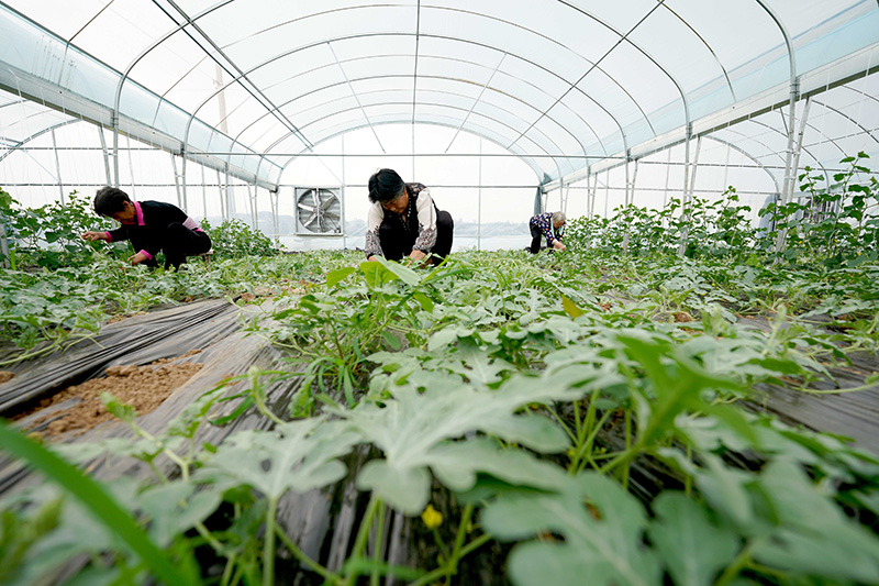 亚新体育河北柏乡：特色种植助力乡村振兴(图1)