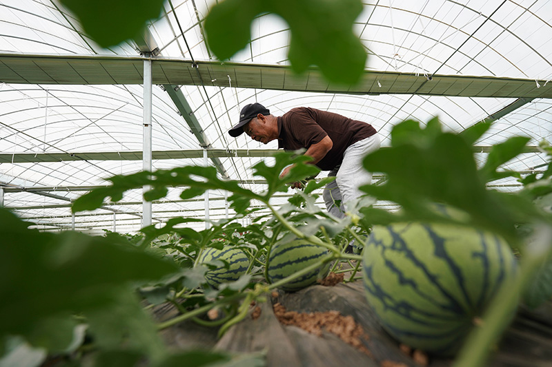 亚新体育河北柏乡：特色种植助力乡村振兴(图2)