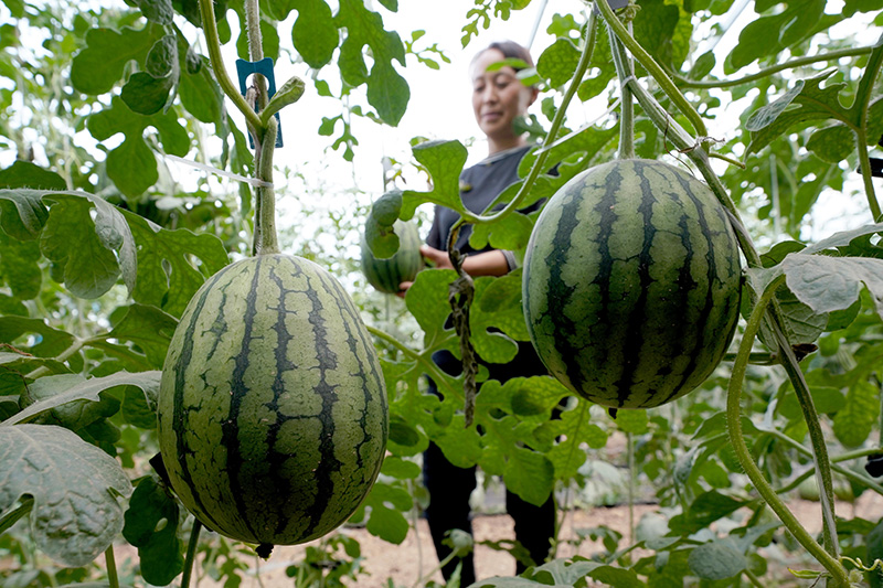 亚新体育河北柏乡：特色种植助力乡村振兴(图6)