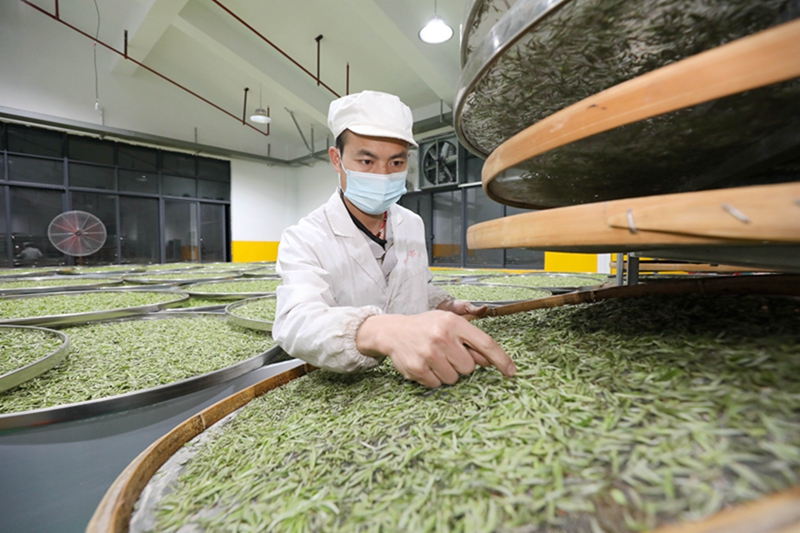 茶叶富雷火竞技侗乡(图1)