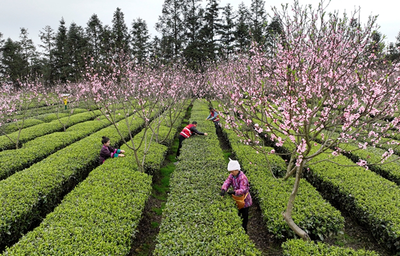 茶叶富雷火竞技侗乡(图3)
