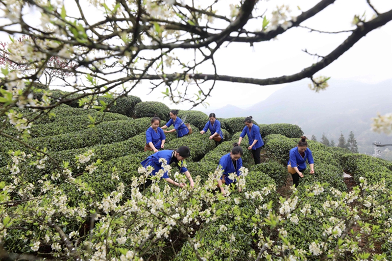 茶叶富雷火竞技侗乡(图4)