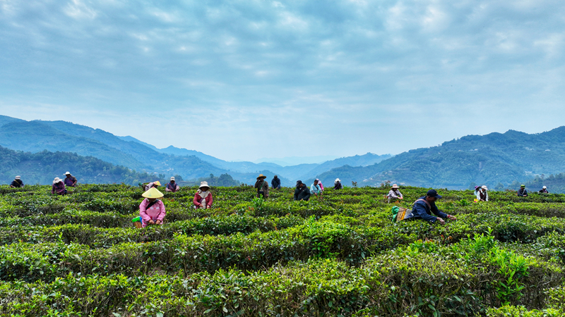 上春雷火竞技网址山 觅茶香：云南茶叶图鉴(图8)