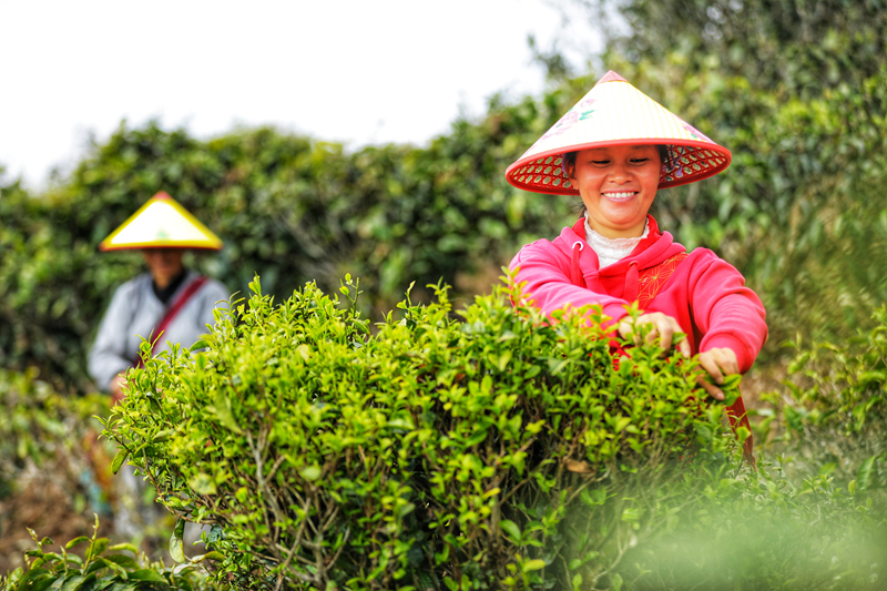 上春雷火竞技网址山 觅茶香：云南茶叶图鉴(图9)