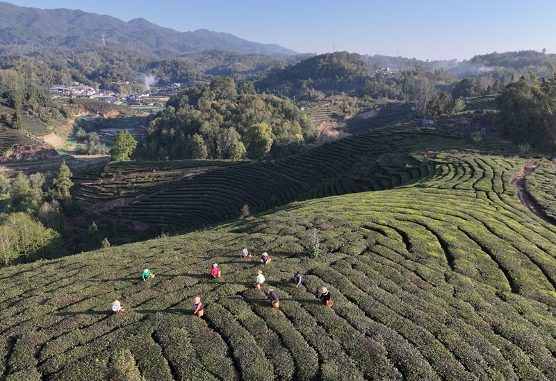 上春雷火竞技网址山 觅茶香：云南茶叶图鉴(图10)