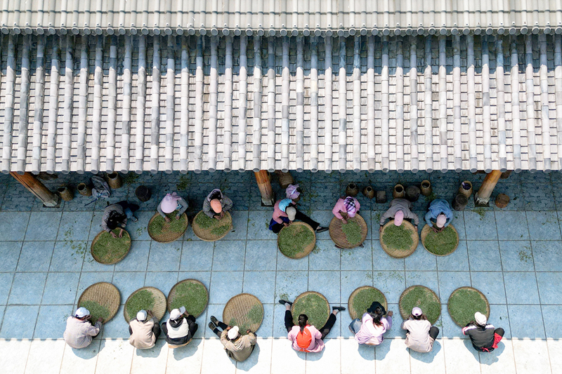 上春雷火竞技网址山 觅茶香：云南茶叶图鉴(图14)