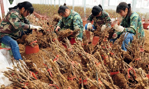 7月10日,花匠们修剪牡丹苗。 河南省洛阳市神州牡丹园目前正在加紧催花牡丹的装盆工作。在新建的奥运会专用牡丹催花温控房里,花匠们精心挑选牡丹苗,为北京奥运会准备礼仪用花。此次催花牡丹的品种主要有洛阳红、胡红、彩绘等。 新华社发(高山岳 摄)