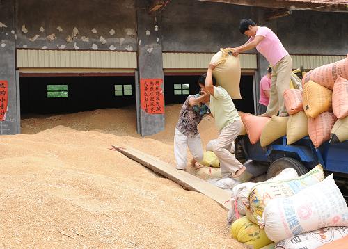 这是河南省项城市秣陵镇的一家个人粮店在收购小麦(2008年6月13日摄)。国家统计局河南调查总队发布的信息显示,有“中原粮仓”美誉的河南省,2008年粮食总产量达到1074亿斤,比上年增产25亿斤,增长2.4%,连续五年创历史最高纪录,连续3年超千亿斤,为国家粮食安全做出新贡献。新华社记者 赵鹏 摄