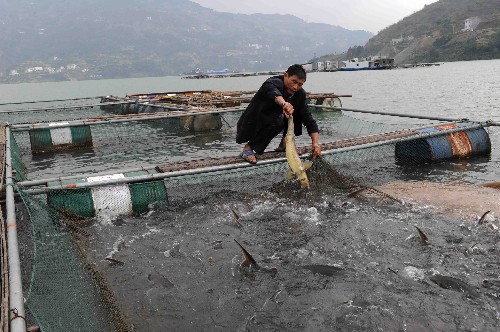 湖北秭归有序引导移民网箱养鱼增收