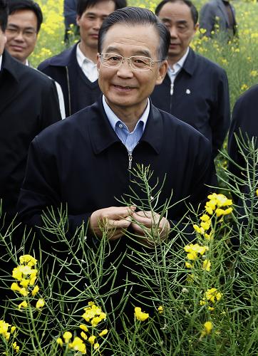 这是4月10日,温家宝在池州市贵池区万亩油菜高产创建示范田察看油菜长势。 新华社记者 刘建生 摄
